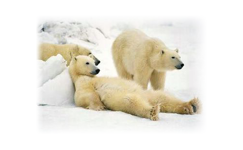 polar bears